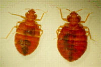Bedbugs.
